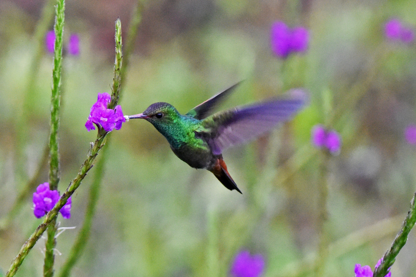 image Rufous-tailed Hummingbird